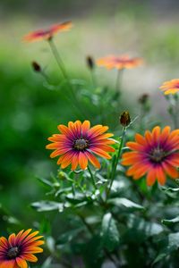 Preview wallpaper osteospermum, flower, bloom, focus