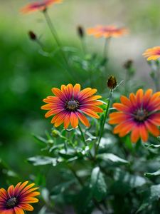 Preview wallpaper osteospermum, flower, bloom, focus