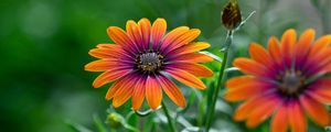 Preview wallpaper osteospermum, flower, bloom, focus