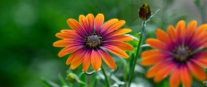 Preview wallpaper osteospermum, flower, bloom, focus