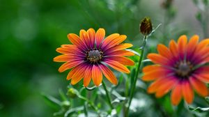 Preview wallpaper osteospermum, flower, bloom, focus