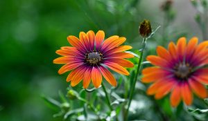 Preview wallpaper osteospermum, flower, bloom, focus