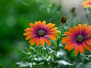 Preview wallpaper osteospermum, flower, bloom, focus