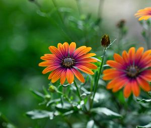 Preview wallpaper osteospermum, flower, bloom, focus