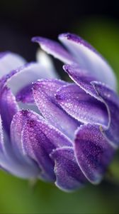 Preview wallpaper osteospermum, flower, bud, close-up