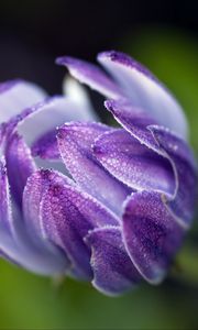 Preview wallpaper osteospermum, flower, bud, close-up