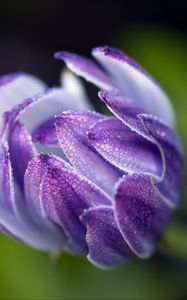 Preview wallpaper osteospermum, flower, bud, close-up