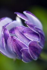 Preview wallpaper osteospermum, flower, bud, close-up