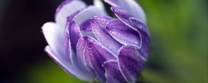 Preview wallpaper osteospermum, flower, bud, close-up