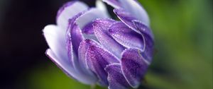 Preview wallpaper osteospermum, flower, bud, close-up