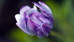 Preview wallpaper osteospermum, flower, bud, close-up