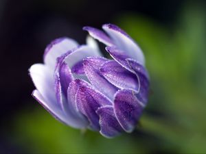 Preview wallpaper osteospermum, flower, bud, close-up