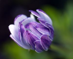 Preview wallpaper osteospermum, flower, bud, close-up