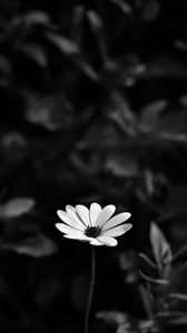 Preview wallpaper osteospermum, flower, bw, blur