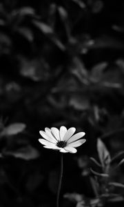 Preview wallpaper osteospermum, flower, bw, blur