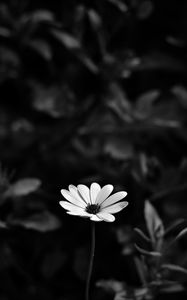 Preview wallpaper osteospermum, flower, bw, blur