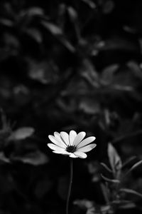 Preview wallpaper osteospermum, flower, bw, blur