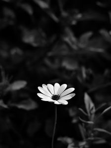 Preview wallpaper osteospermum, flower, bw, blur