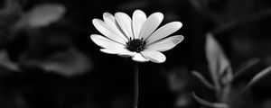 Preview wallpaper osteospermum, flower, bw, blur