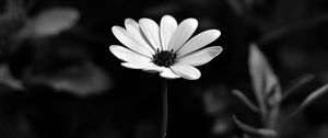 Preview wallpaper osteospermum, flower, bw, blur