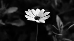 Preview wallpaper osteospermum, flower, bw, blur