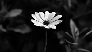 Preview wallpaper osteospermum, flower, bw, blur