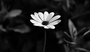 Preview wallpaper osteospermum, flower, bw, blur