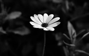 Preview wallpaper osteospermum, flower, bw, blur