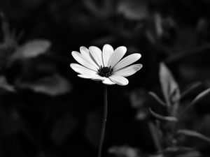 Preview wallpaper osteospermum, flower, bw, blur