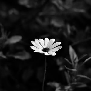 Preview wallpaper osteospermum, flower, bw, blur