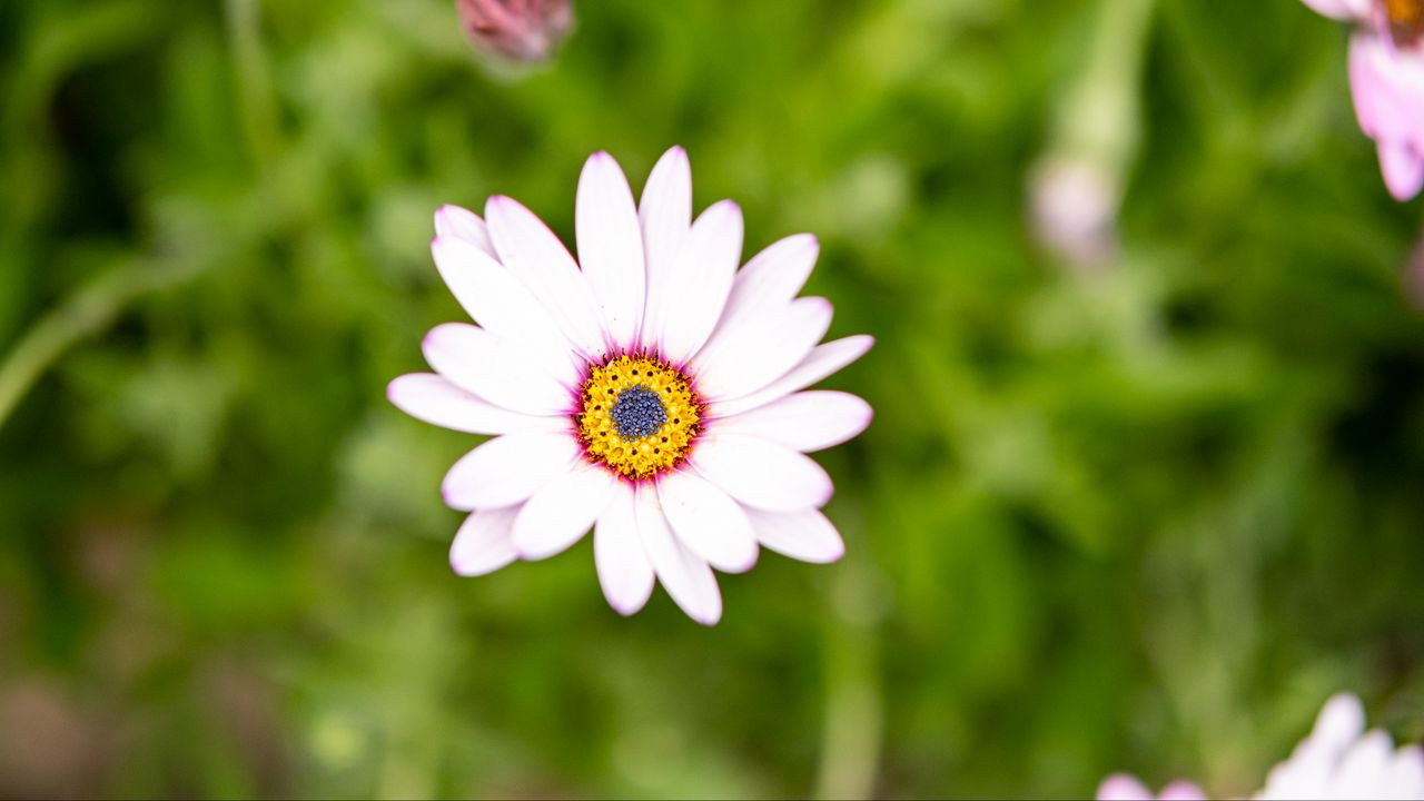 Wallpaper osteospermum, flower, petals, white, blur
