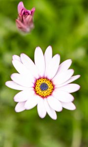 Preview wallpaper osteospermum, flower, petals, white, blur