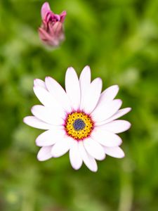 Preview wallpaper osteospermum, flower, petals, white, blur