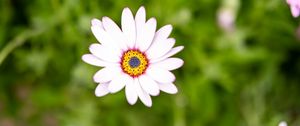 Preview wallpaper osteospermum, flower, petals, white, blur