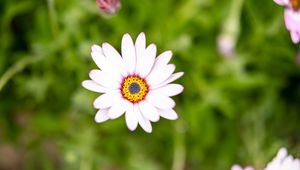 Preview wallpaper osteospermum, flower, petals, white, blur