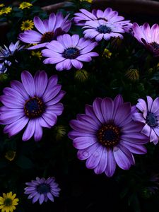 Preview wallpaper osteospermum, flowerbed, blooming