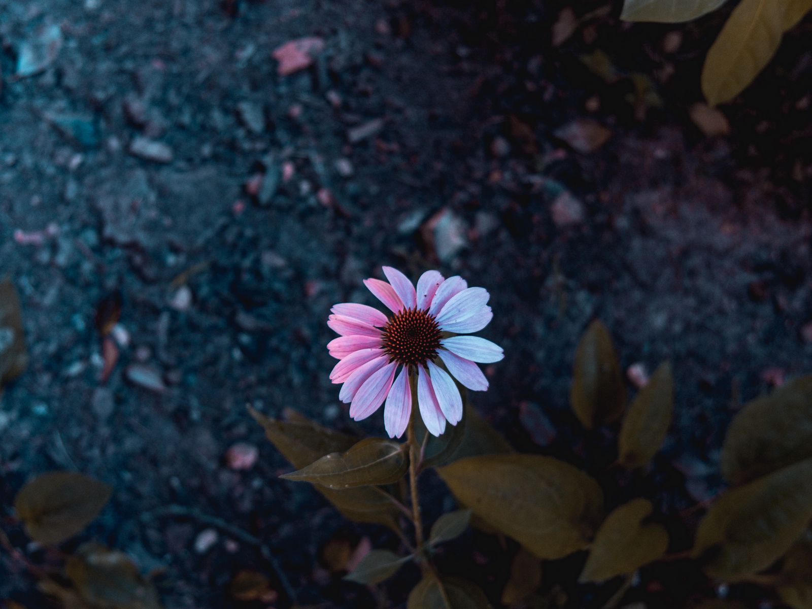 1600x1200 Wallpaper osteospermum, flowering, petals, blur