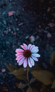 Preview wallpaper osteospermum, flowering, petals, blur