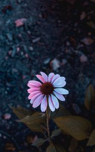 Preview wallpaper osteospermum, flowering, petals, blur