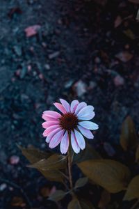 Preview wallpaper osteospermum, flowering, petals, blur