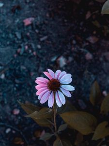 Preview wallpaper osteospermum, flowering, petals, blur