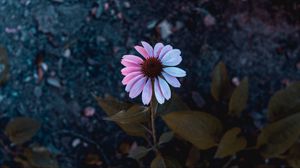 Preview wallpaper osteospermum, flowering, petals, blur