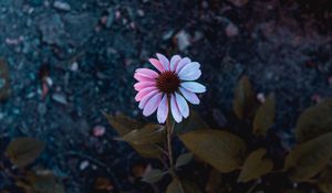 Preview wallpaper osteospermum, flowering, petals, blur