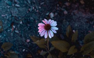 Preview wallpaper osteospermum, flowering, petals, blur