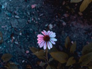 Preview wallpaper osteospermum, flowering, petals, blur