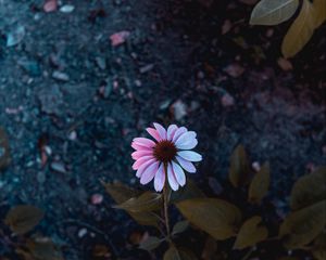 Preview wallpaper osteospermum, flowering, petals, blur