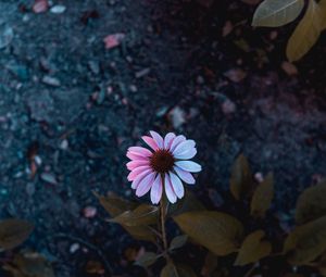 Preview wallpaper osteospermum, flowering, petals, blur