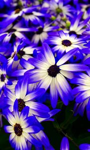 Preview wallpaper osteospermum, flowers, flowerbed, purple