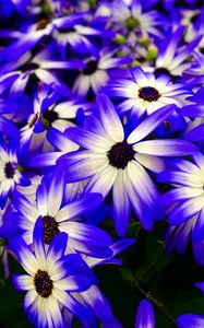 Preview wallpaper osteospermum, flowers, flowerbed, purple