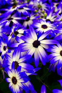 Preview wallpaper osteospermum, flowers, flowerbed, purple